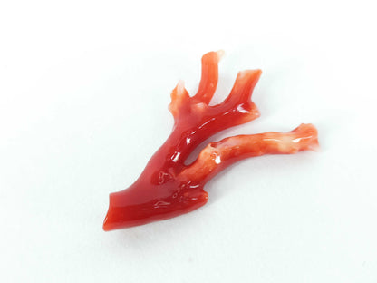 Coral and other accessories