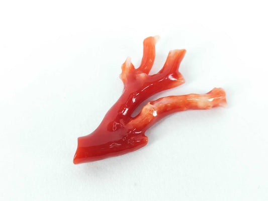 Coral and other accessories