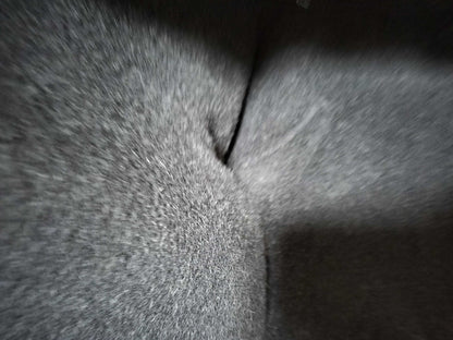 MaxMara MaxMara/Wool/Reversible Coat Coat